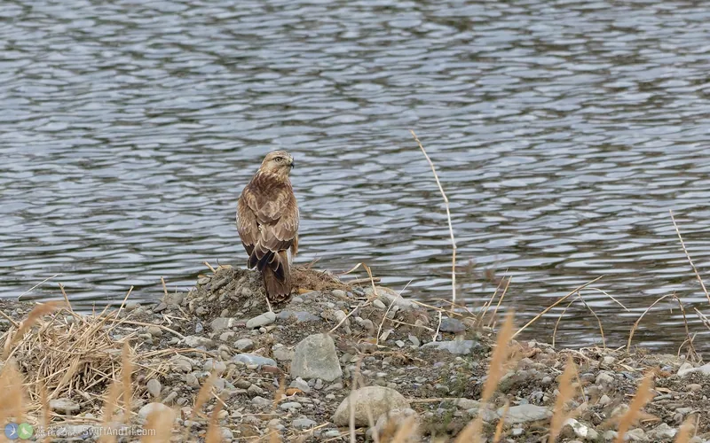 東方鵟 Eastern Buzzard