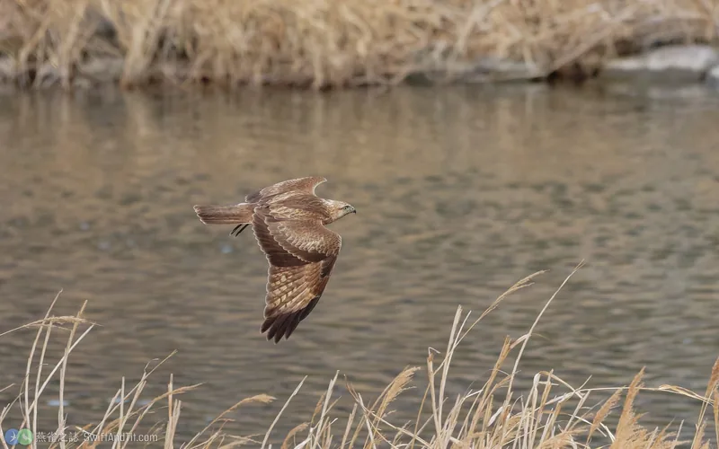 東方鵟 Eastern Buzzard 飛行