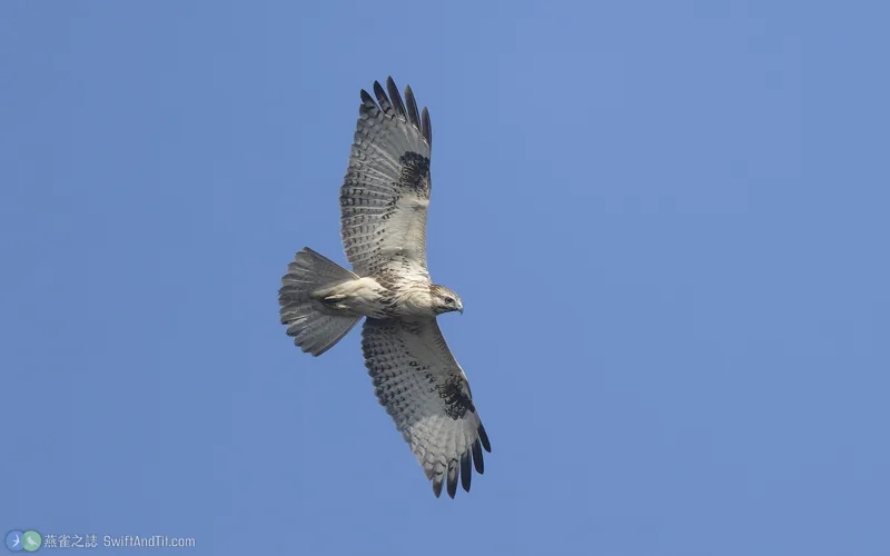東方鵟 Eastern Buzzard