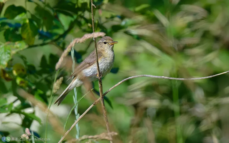 嘰喳柳鶯 Common Chiffchaff