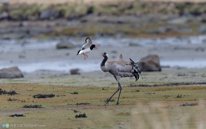 灰鶴 Common Crane