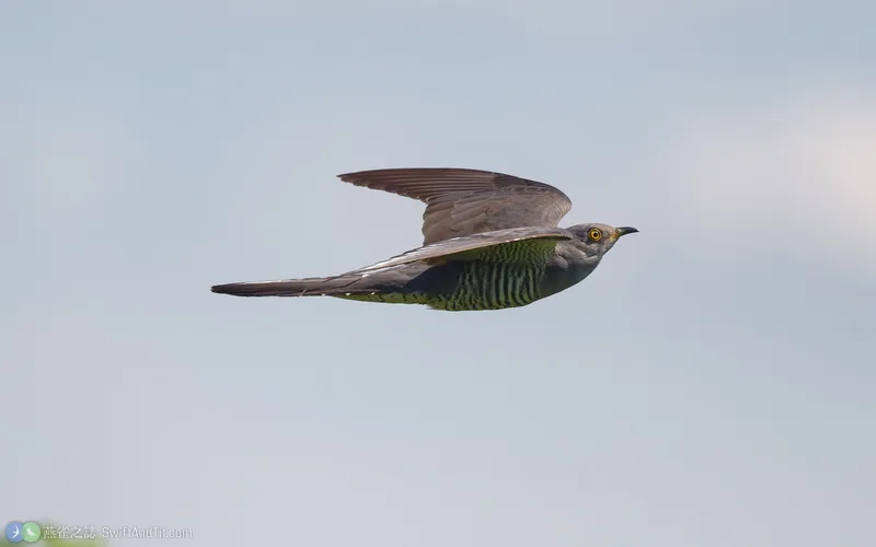大杜鵑 Common Cuckoo