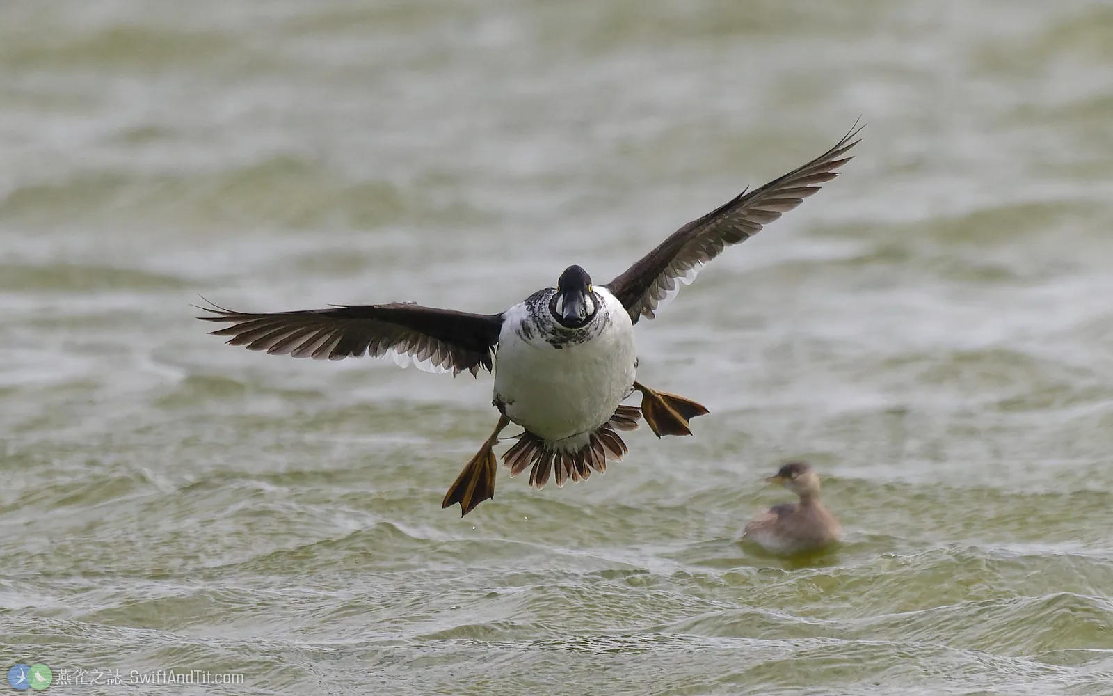 鵲鴨雄鳥張開雙翼、伸出雙腳準備降落水面