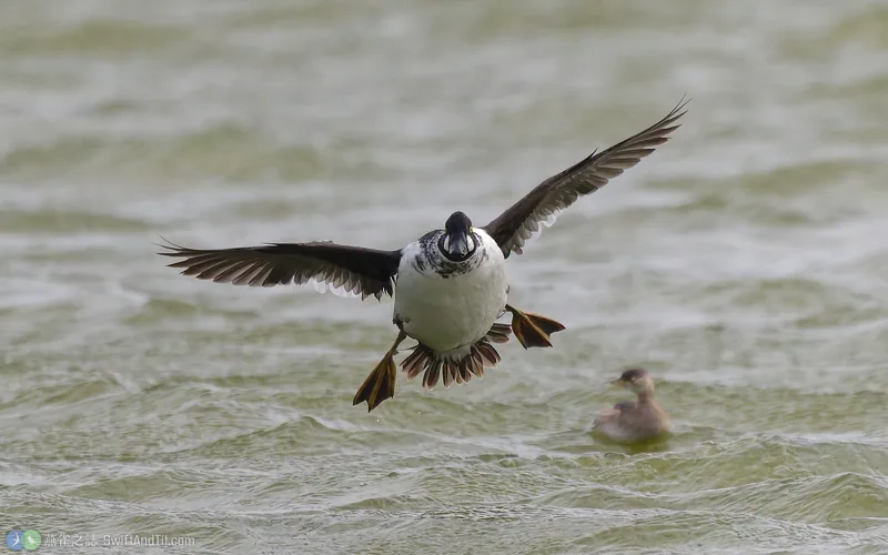 鵲鴨 Common Goldeneye 雄鳥 飛行