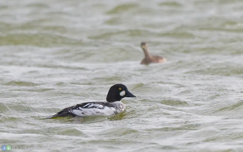 鵲鴨 Common Goldeneye 雄鳥