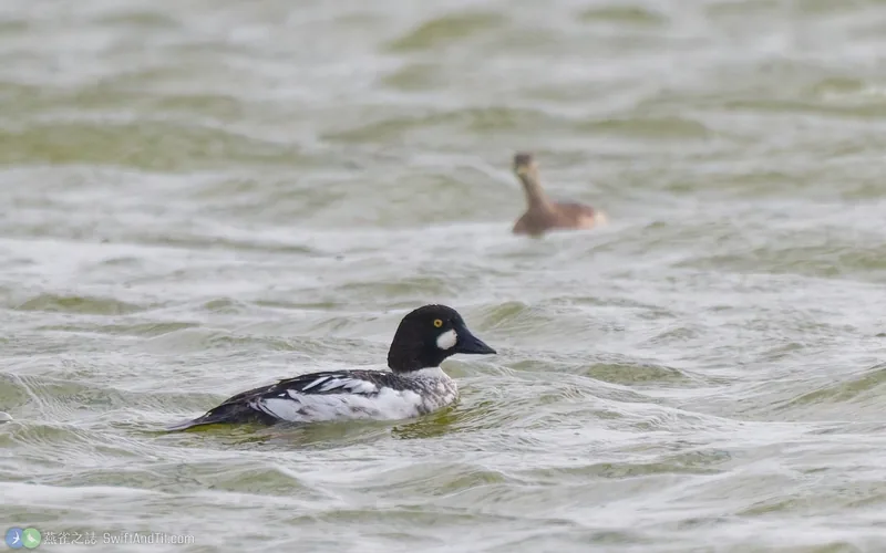 鵲鴨 Common Goldeneye 雄鳥