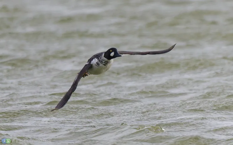 鵲鴨 Common Goldeneye 雄鳥 飛行