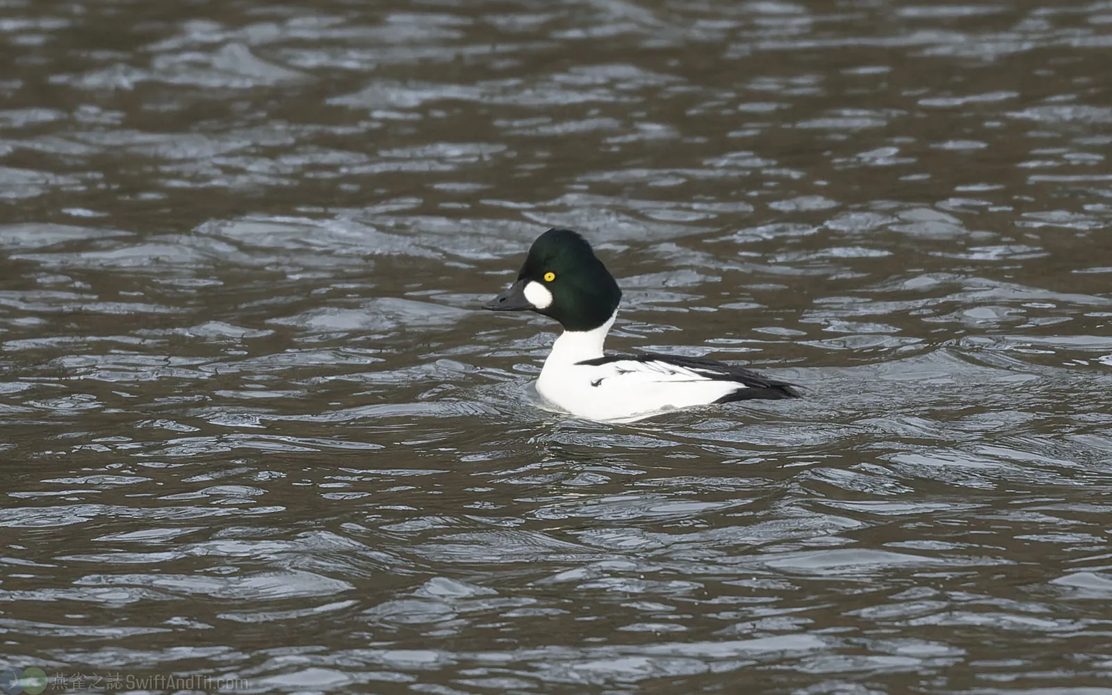 鵲鴨 Common Goldeneye