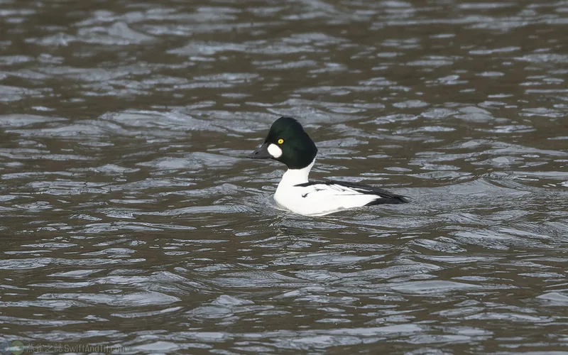 鵲鴨 Common Goldeneye