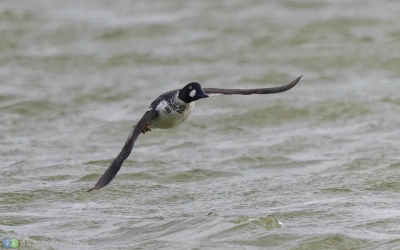 鵲鴨 Common Goldeneye 雄鳥 飛行