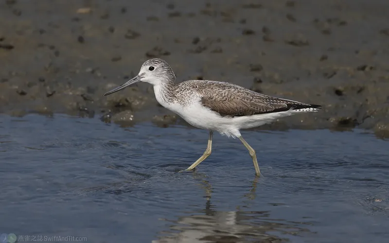 青足鷸 Common Greenshank