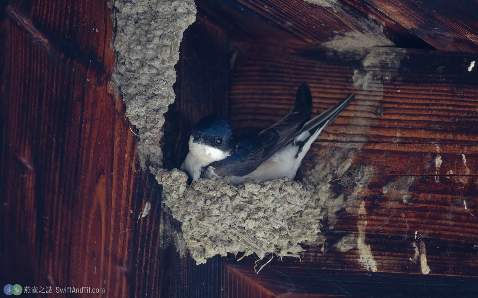 在屋簷下泥巢中的 Western House-Martin