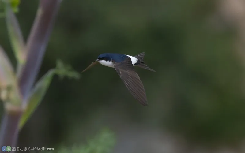 Western House-Martin Western House-Martin 飛行
