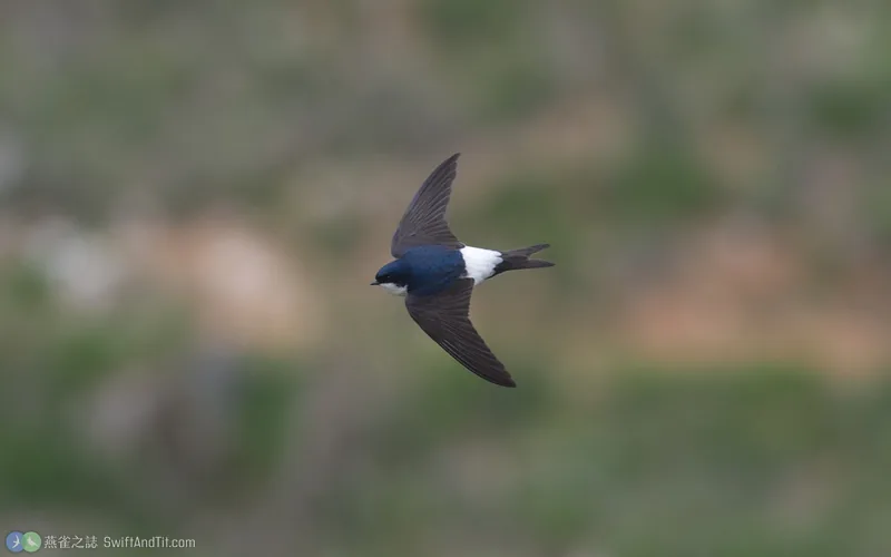 Western House-Martin Western House-Martin