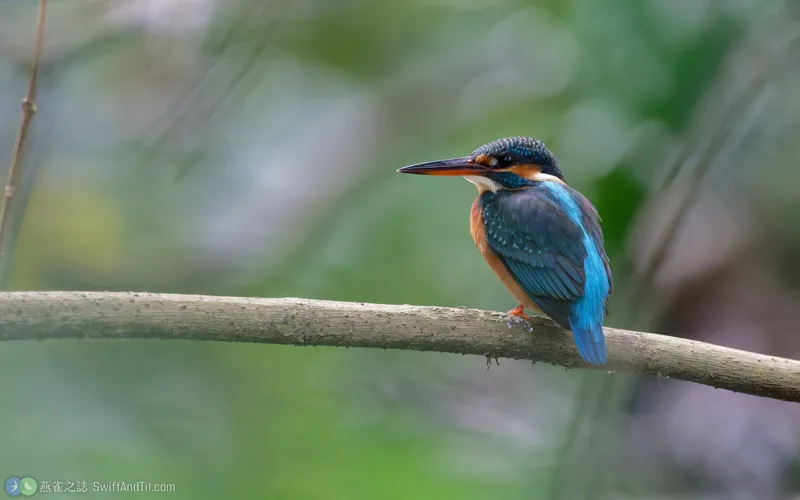 翠鳥 Common Kingfisher