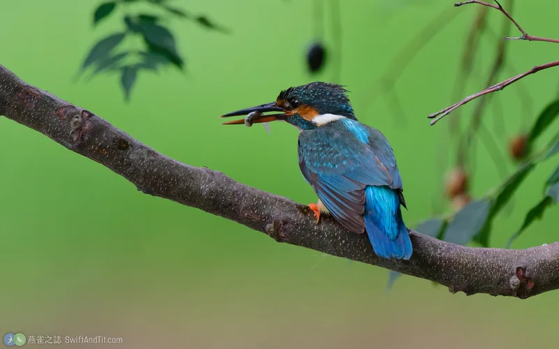 翠鳥 Common Kingfisher 雄鳥