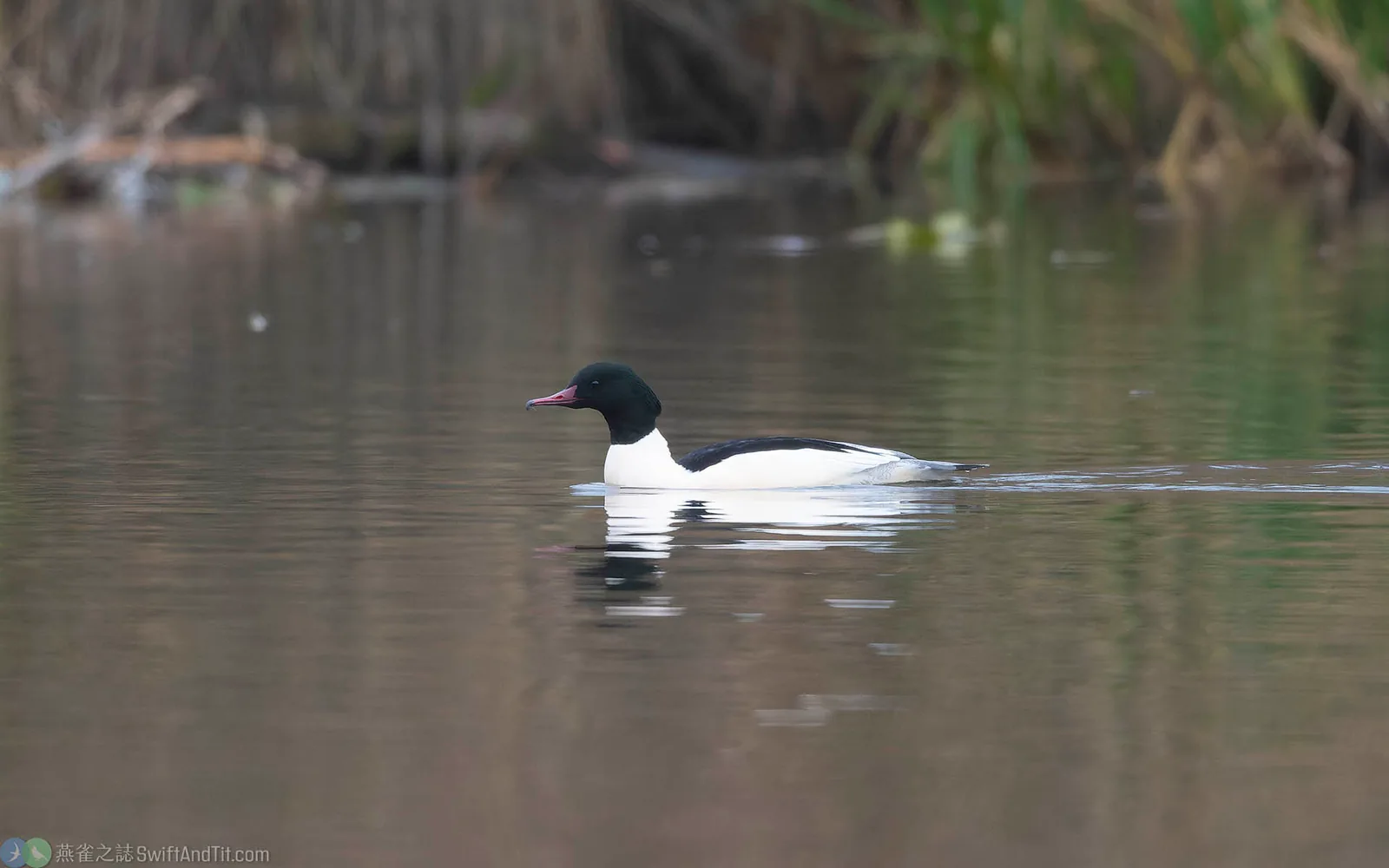 川秋沙 Common Merganser