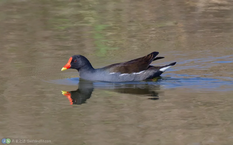 紅冠水雞 Eurasian Moorhen