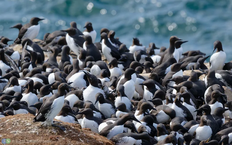 崖海鴉 Common Murre