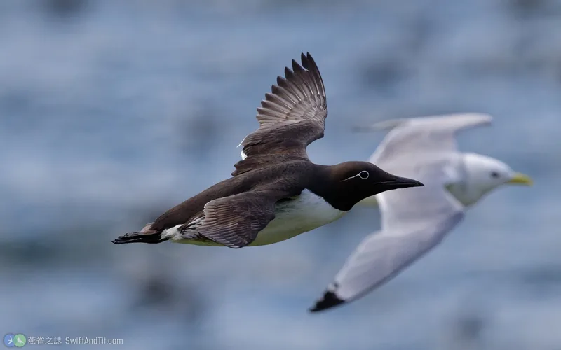 崖海鴉 Common Murre 飛行