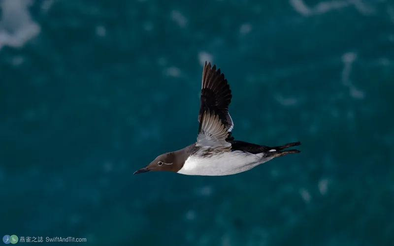 崖海鴉 Common Murre 飛行