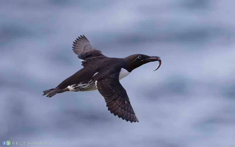 崖海鴉 Common Murre 飛行