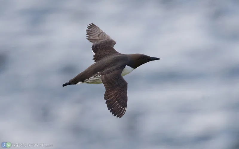 崖海鴉 Common Murre