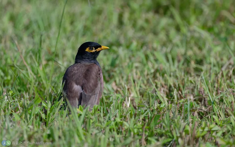 家八哥 Common Myna