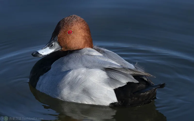 紅頭潛鴨 Common Pochard
