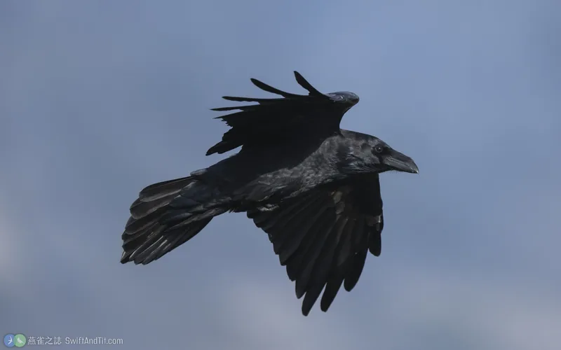 渡鴉 Common Raven 飛行
