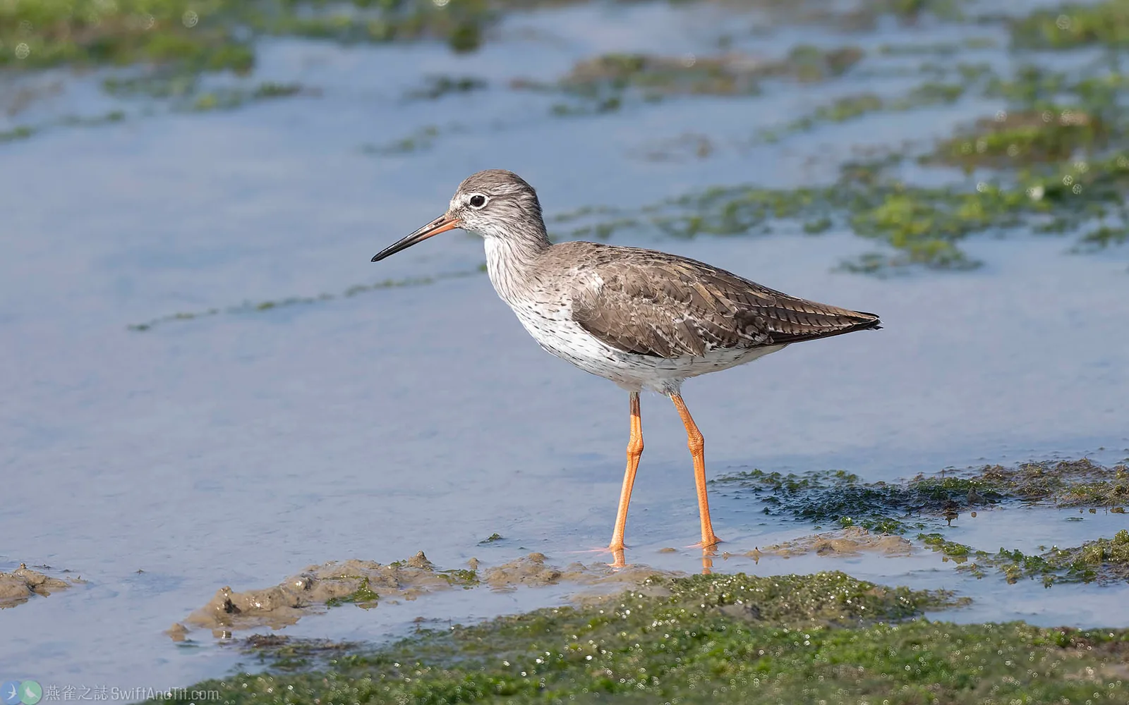 赤足鷸 Common Redshank