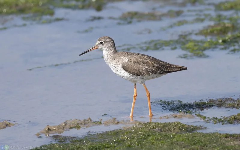 赤足鷸 Common Redshank