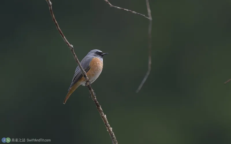 紅尾鴝 Common Redstart