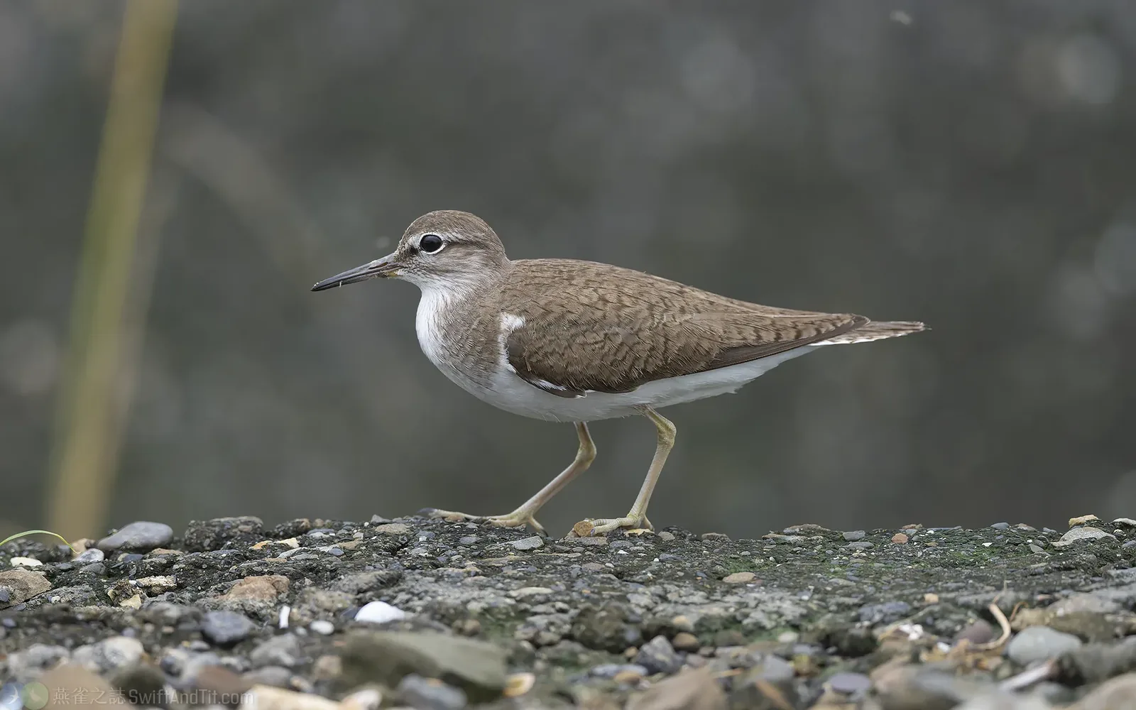 磯鷸 Common Sandpiper