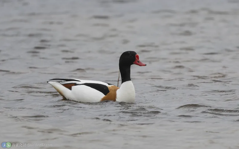 花鳧 Common Shelduck