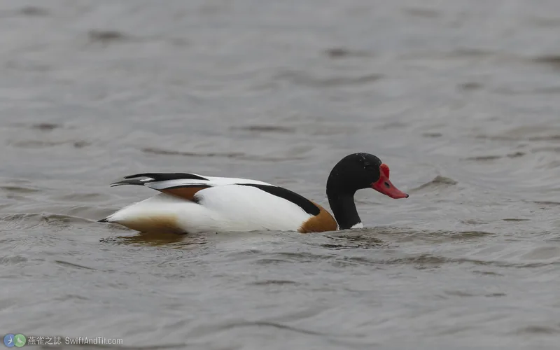 花鳧 Common Shelduck