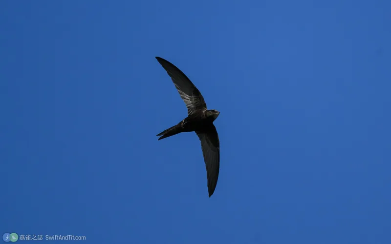 普通樓燕 Common Swift