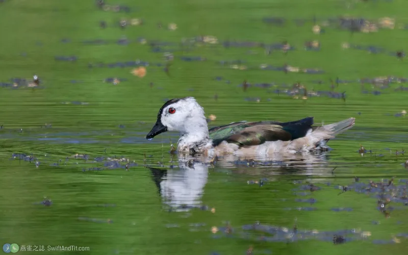 棉鴨 Cotton Pygmy-Goose