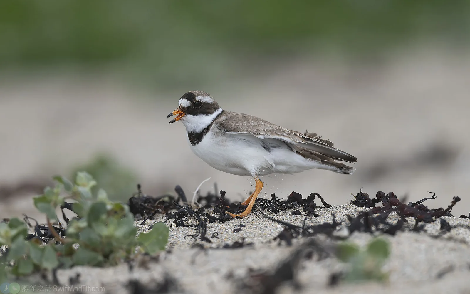環頸鴴 Common Ringed Plover