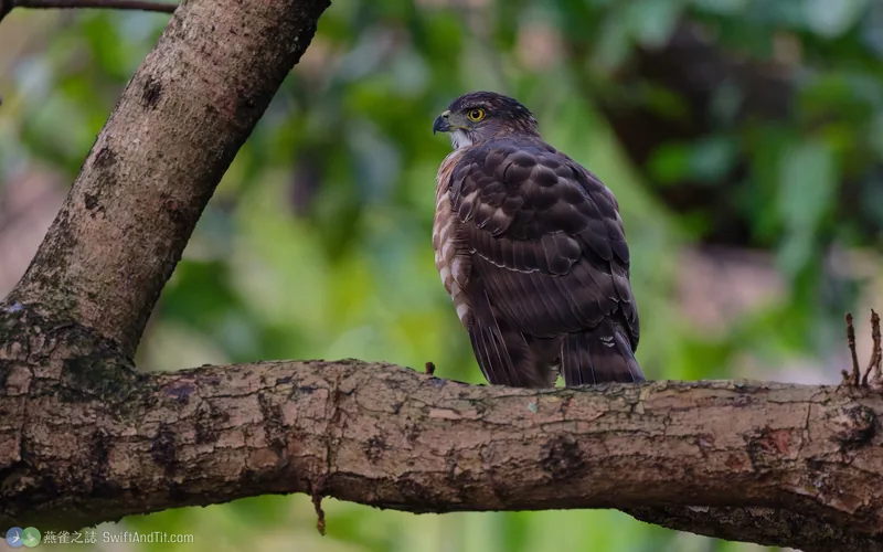 鳳頭蒼鷹 Crested Goshawk