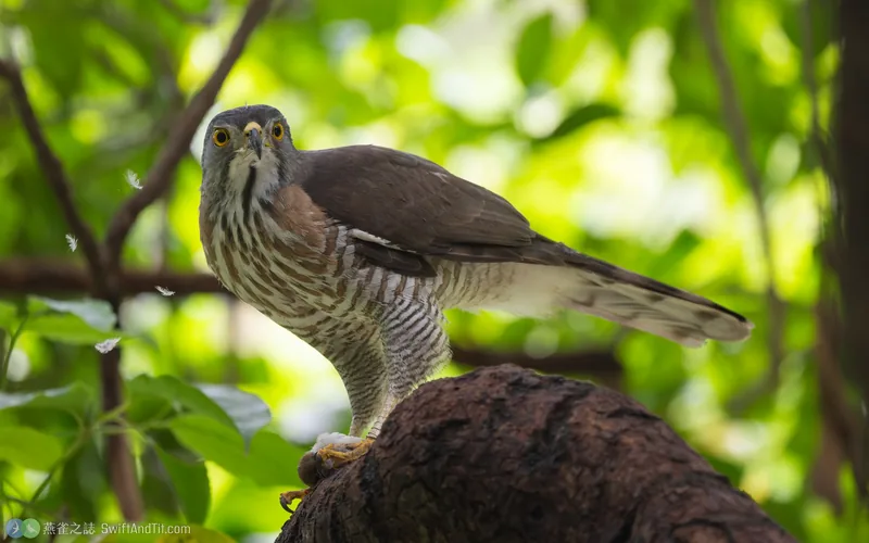 鳳頭蒼鷹 Crested Goshawk