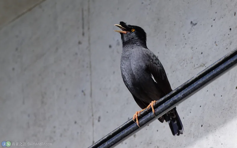 八哥 Crested Myna