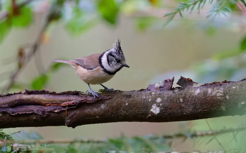 冠山雀 Crested Tit