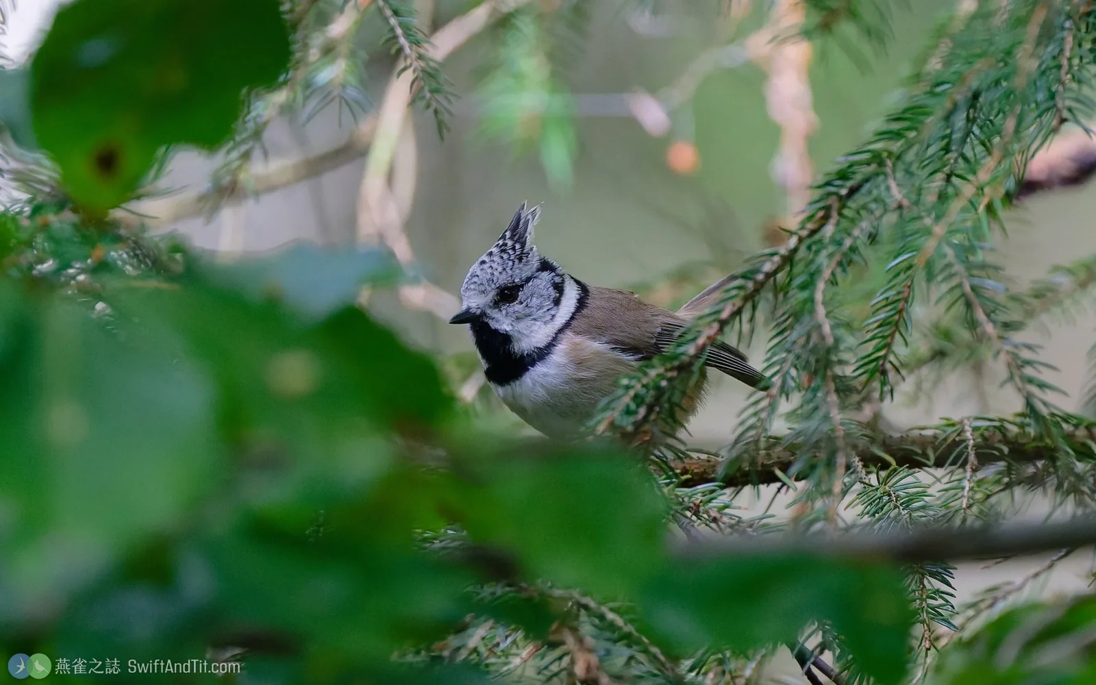 冠山雀 Crested Tit