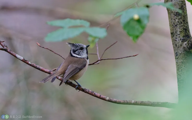 冠山雀 Crested Tit