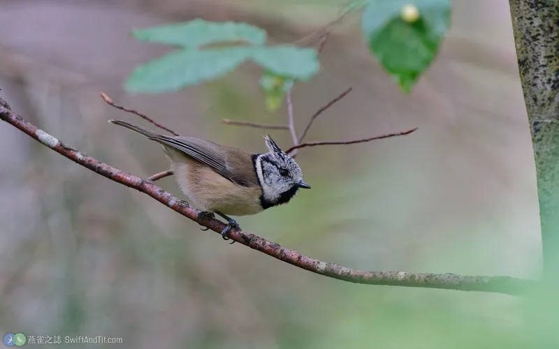 冠山雀 Crested Tit