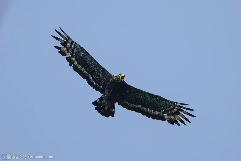 大冠鷲 Crested Serpent-Eagle