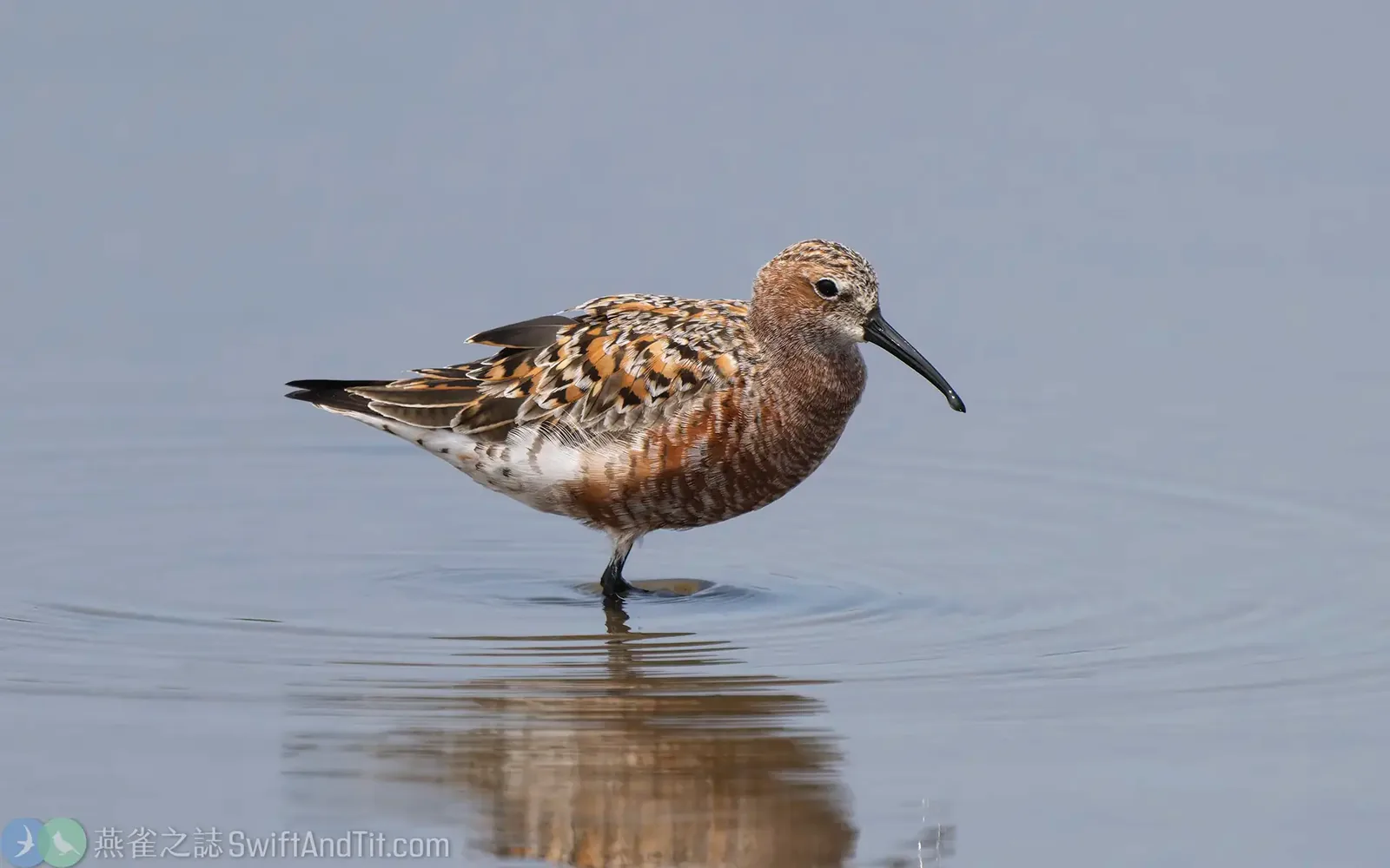 彎嘴濱鷸 Curlew Sandpiper