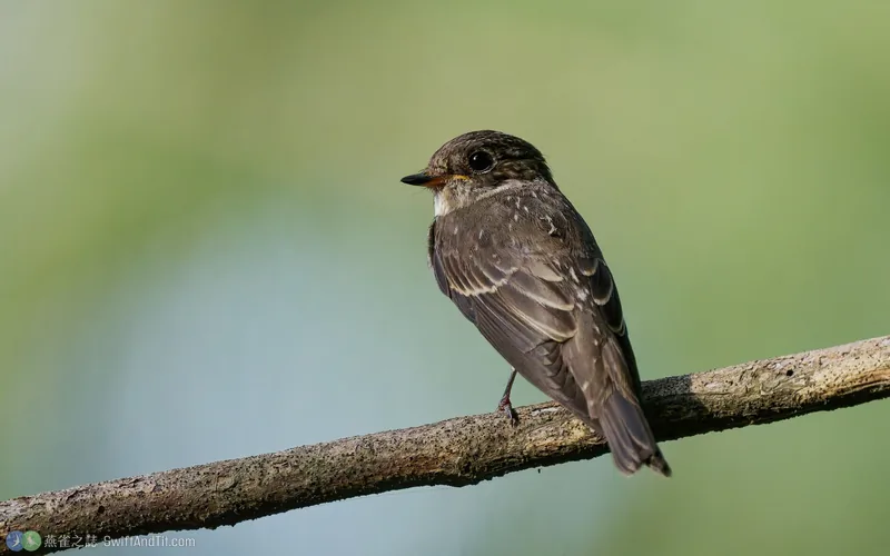 烏鶲 Dark-sided Flycatcher