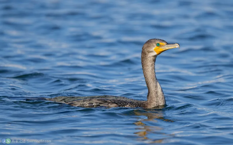 Double-crested Cormorant Double-crested Cormorant